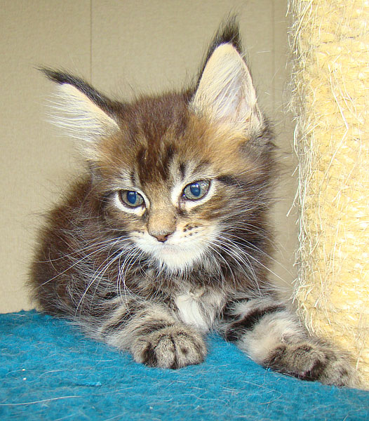  - Catsvill County,    ,   ,   ,   ,    ,   ,   ,  ,  ,   ,   ,   ,   ,   ,   ,  -,  -,  ,kittens maine coon, maine coon cattery, cats, cat,breed, kittens,     ,   ,    